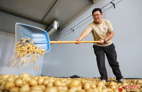 祁连山下是我家 科技浇灌，民乐马铃薯绽放致富花