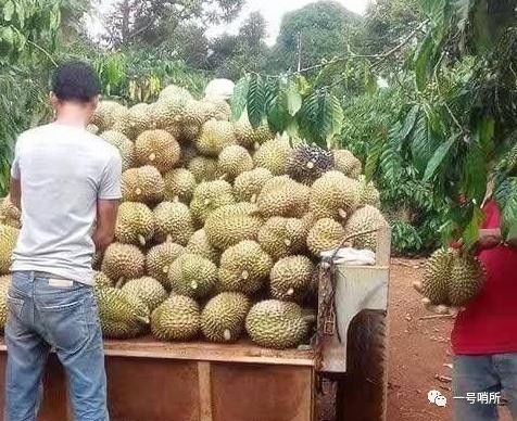 实拍中越边境 山水相连处的田园诗，那些勤劳美丽的姑娘们