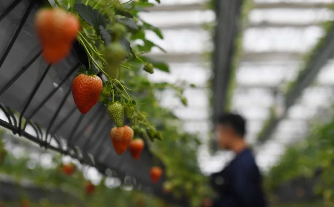 合肥，乘风破浪！再攀高峰！初级农产品产业发展新篇章